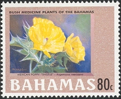 Bush medicine plants of the Bahamas - Mexican poppy thistle