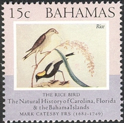 The Natural History of Carolina. Florida and the Bahama Islands - The Rice Bird