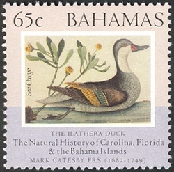 The Natural History of Carolina. Florida and the Bahama Islands - The Ilathera Duck