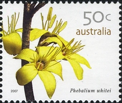 Australian Wildflowers - Phebalium whitei