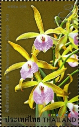 Amazing Thailand - Orchids