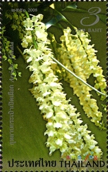 Amazing Thailand - Orchids