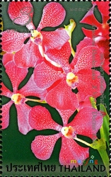 Amazing Thailand - Orchids