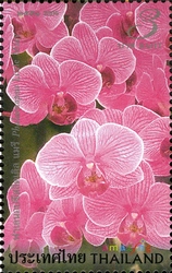 Amazing Thailand - Orchids