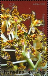 Amazing Thailand - Orchids