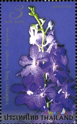 Amazing Thailand - Orchids
