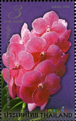 Amazing Thailand - Orchids