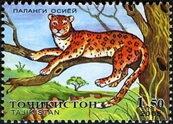 The predatory animals of Middle Asia - The Pard