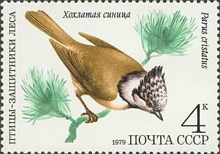 Crested Tit (Lophophanes cristatus)
