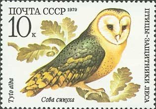 Barn Owl (Tyto alba)