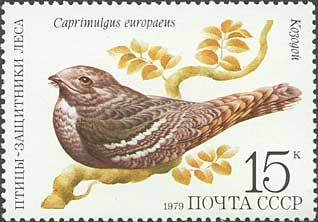 European Nightjar (Caprimulgus europaeus)