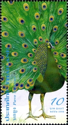 Peacock
