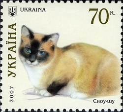 Cats - Snowshoe