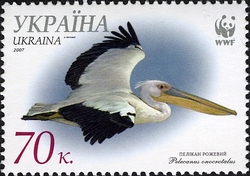 Great White Pelican