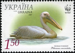 Great White Pelican
