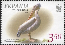 Great White Pelican