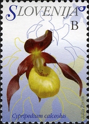 Flowers - Yellow Lady's Slipper