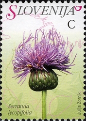 Flowers - Saw-wort