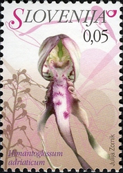 Flowers - Adriatic Lizard Orchid