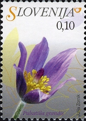 Flowers - Pasque Flower