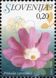 Flowers - Carniolan Primrose