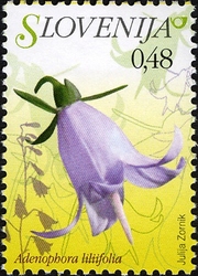 Flowers - Lily of Ladybells