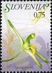 Flowers - Fen Orchid
