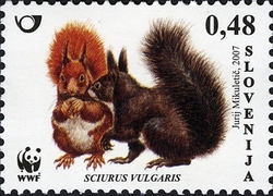 WWF - Red Squirrel