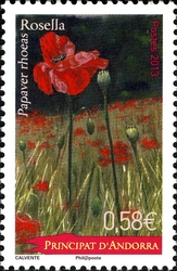 Poppy