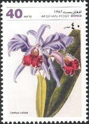 Orchids - Cattleya labiata