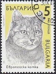 European domestic cat