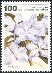 Orchids - Vanda coerulea