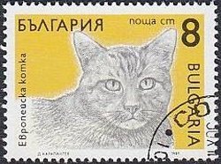 European Domestic Cat