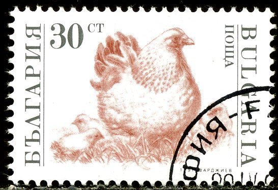 Hen, Chicks (Gallus gallus domesticus)