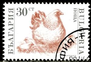 Stamp, Hen, Chicks (Gallus gallus domesticus), Bulgaria,  , Birds, Animals (Fauna)