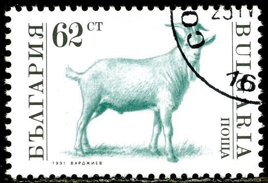 Goat (Capra hircus)