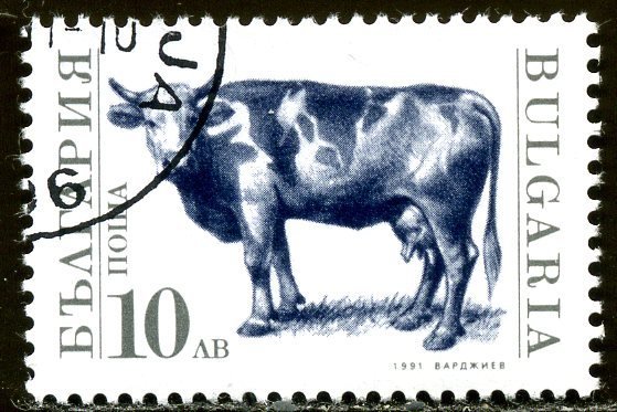 Domestic Cow (Bos primigenius taurus)