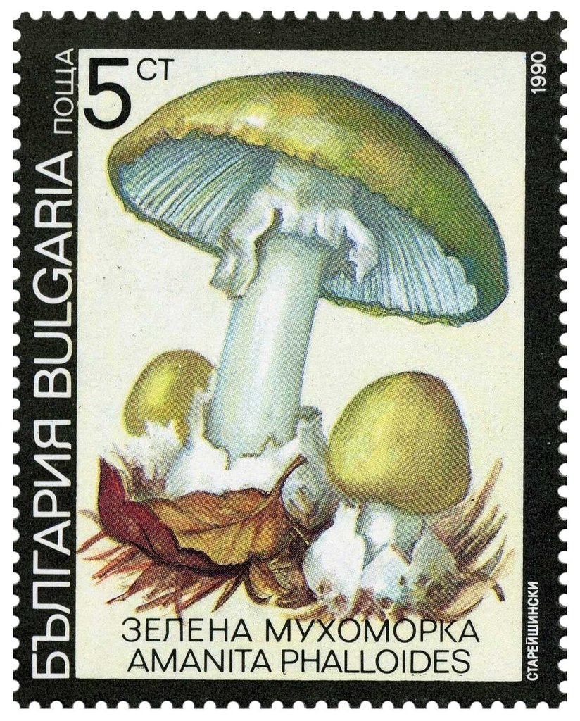 Poisonous mushrooms - Amanita phalloides