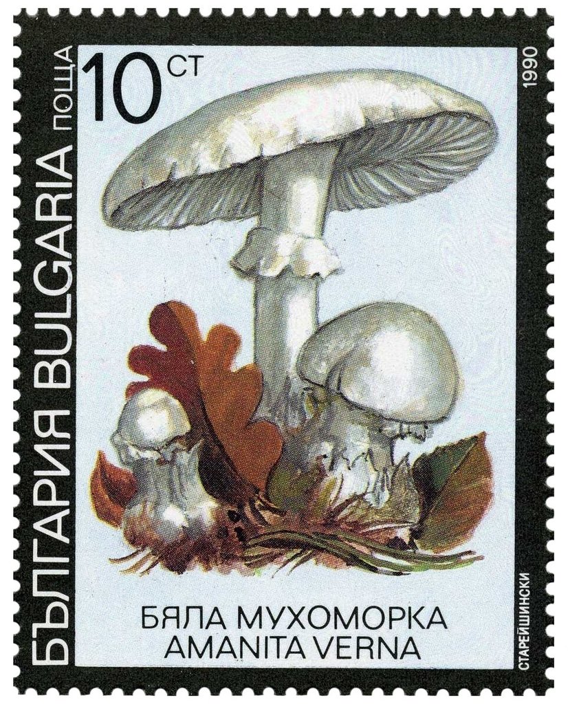 Poisonous mushrooms - Amanita verna