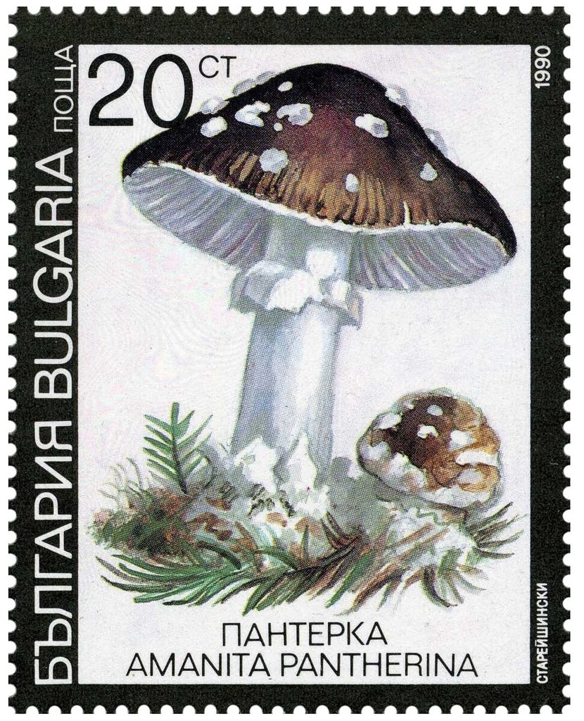 Poisonous mushrooms - Amanita pantherina