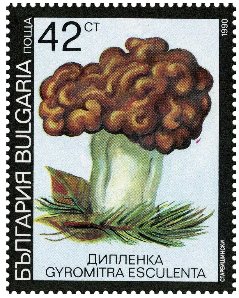 Poisonous mushrooms - Gyromitra esculenta
