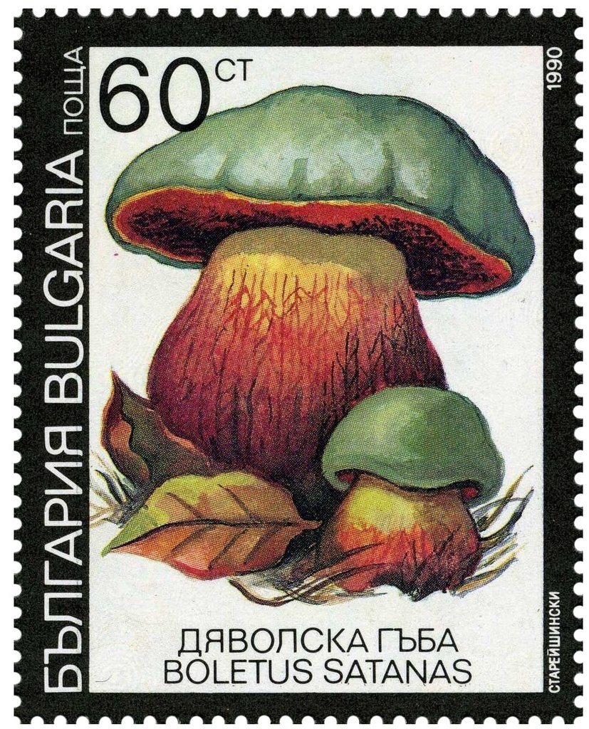 Poisonous mushrooms - Boletus satanas