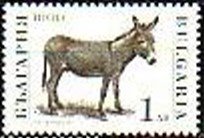 Stamp, Donkey (Equus asinus asinus), Bulgaria,  , Mammals, Animals (Fauna), Donkeys