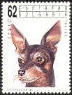 Miniature Pinscher