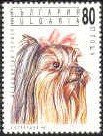 Yorkshire-Terrier