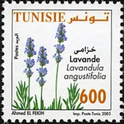 Medicinal plants - Lavender