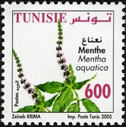 Medicinal plants - Mint