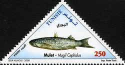 Fishes of Tunisia - Mugil cephalus