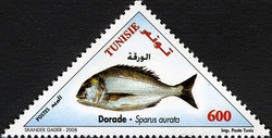 Fishes of Tunisia - Sparus aurata