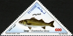 Fishes of Tunisia - Dicentrarchus labrax
